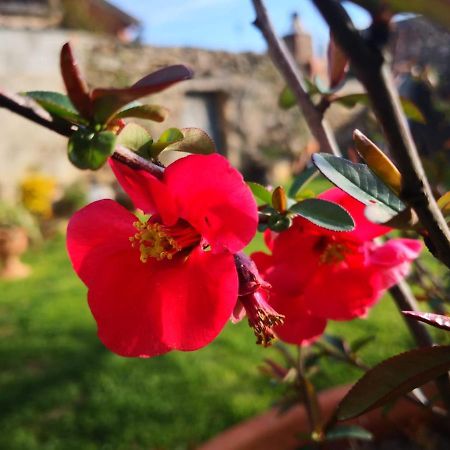 San Nicolo Gerrei Zia Chiarina B&B 외부 사진