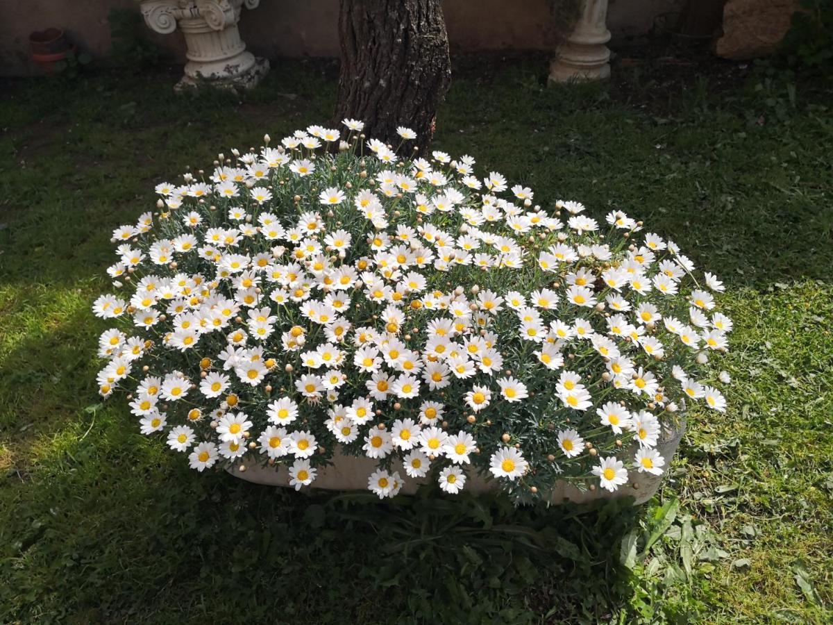 San Nicolo Gerrei Zia Chiarina B&B 외부 사진