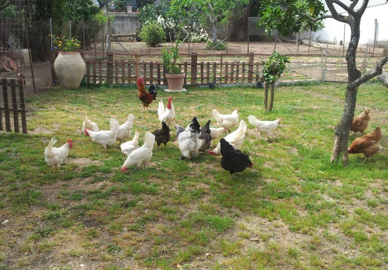 San Nicolo Gerrei Zia Chiarina B&B 외부 사진