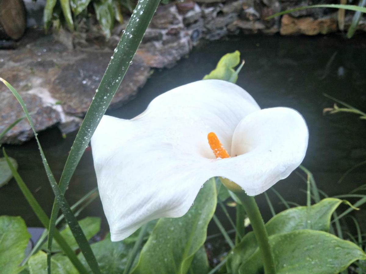 San Nicolo Gerrei Zia Chiarina B&B 외부 사진